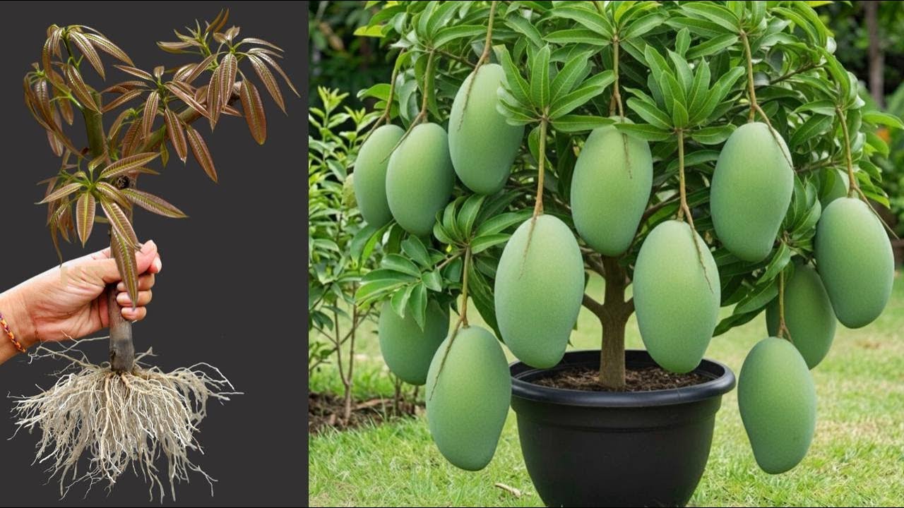 LIVE 🔴How To Propagate Sweetsop Tree From Cutting With Egg and Aloe Vera