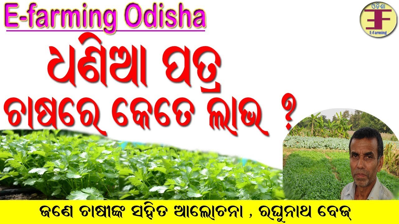 Coriander Leaves Farming in Odisha(A Discussion with Farmer). YouTube
