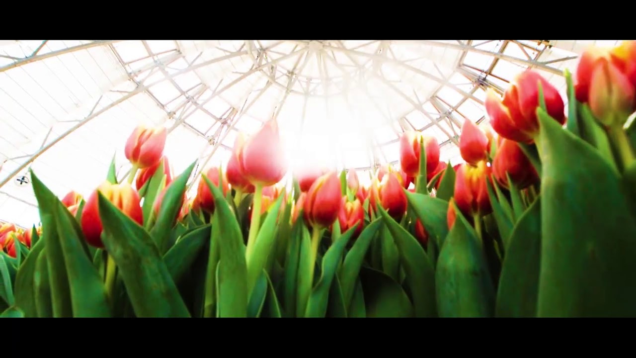 RA MẮT LỄ HỘI HOA TULIP LỚN NHẤT VIỆT NAM TẠI VINPEARL NHA TRANG TRONG DỊP TẾT