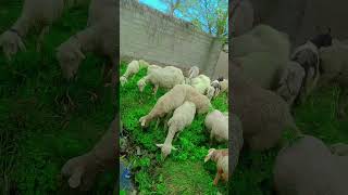 Sheep | Animal | beauty | Green | Cute baby | Enjoy |#travel #love #cuteanimal #nature #babygoat