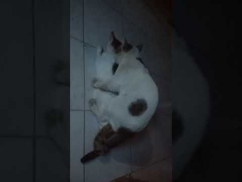 Perkawinan kucing pusi dan pusparini