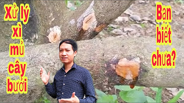Xử lý bệnh xì mủ gôm trên cây bưởi || bưởi Rỏn