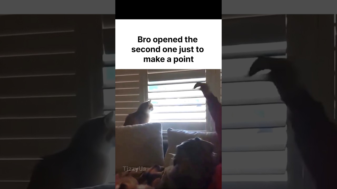 Cat Open Blinds