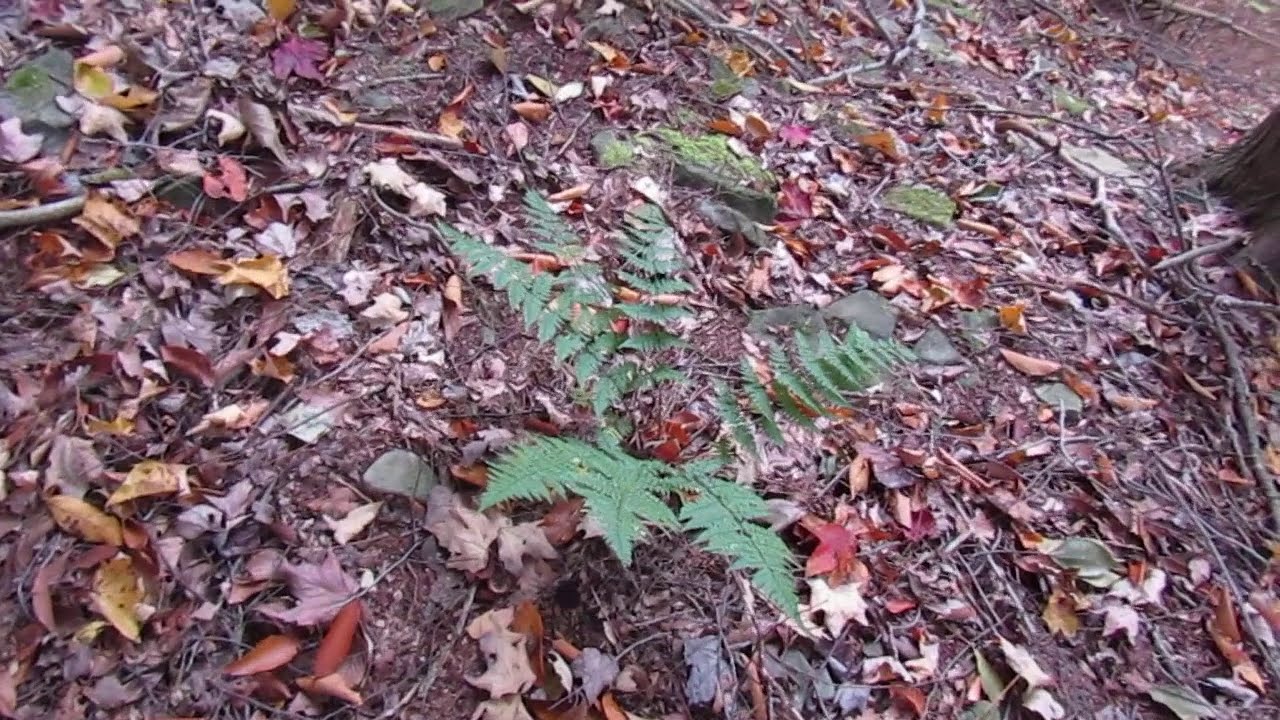 my "Fall Foliage 2019 Catalog 3 Video by Thomas K Tinney, Cleveland