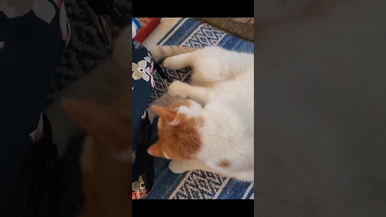 My cat Betsy playing with a zipper 