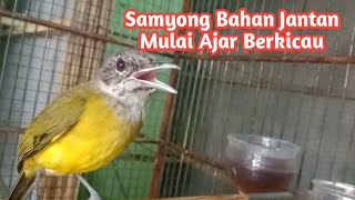 SAMYONG BAHAN JANTAN MULAI AJAR BERKICAU