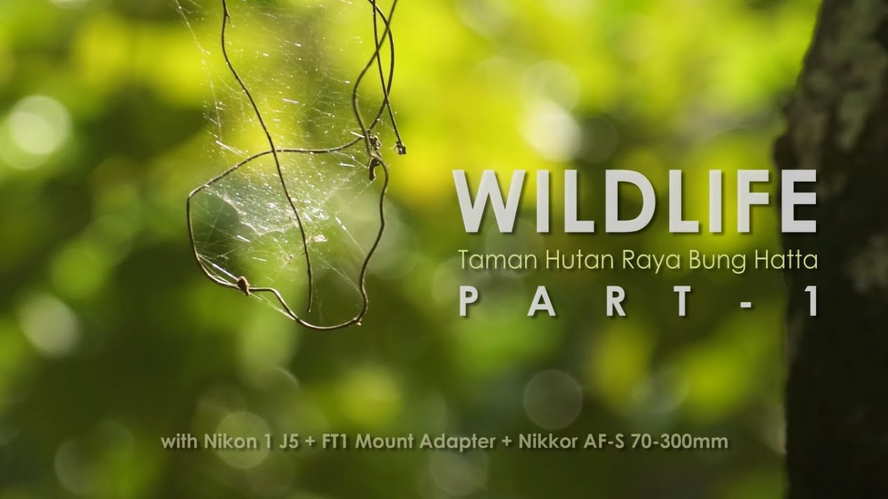 Wildlife Part 1 Taman Hutan Raya Bung Hatta With Nikon 1 J5