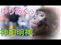 ゆりあくぅ / ゆりありく at 神田明神 〜猿回し〜 日光さる軍団 ①