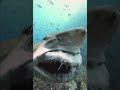 Острые зубы и удивительные челюсти 🦈