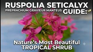 Ruspolia seticalyx Plant Guide: Nature's Most Beautiful Tropical Shrub