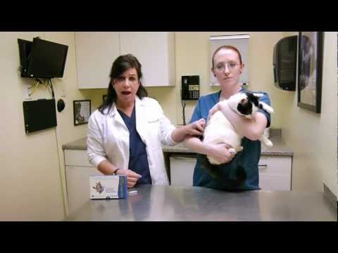Video: Ako aplikovať aktuálne lieky na vašu mačku