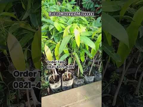 Bibit Tanaman Mangga Miyazaki Valid Siap Diorder