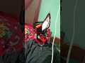 Chansow