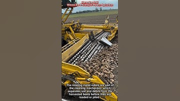 Harvesting Gold Witness the Efficiency of Modern Agriculture