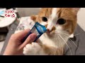 CIAOちゅ～る 2026年春 Part3（いなば食品グループ）