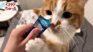 CIAOちゅ～る 2026年春 Part3（いなば食品グループ）