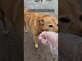 Фросенька бежит в дождь пожелать хорошего дня. Приют Сириус в Киевской области. #приютдлясобак #dog