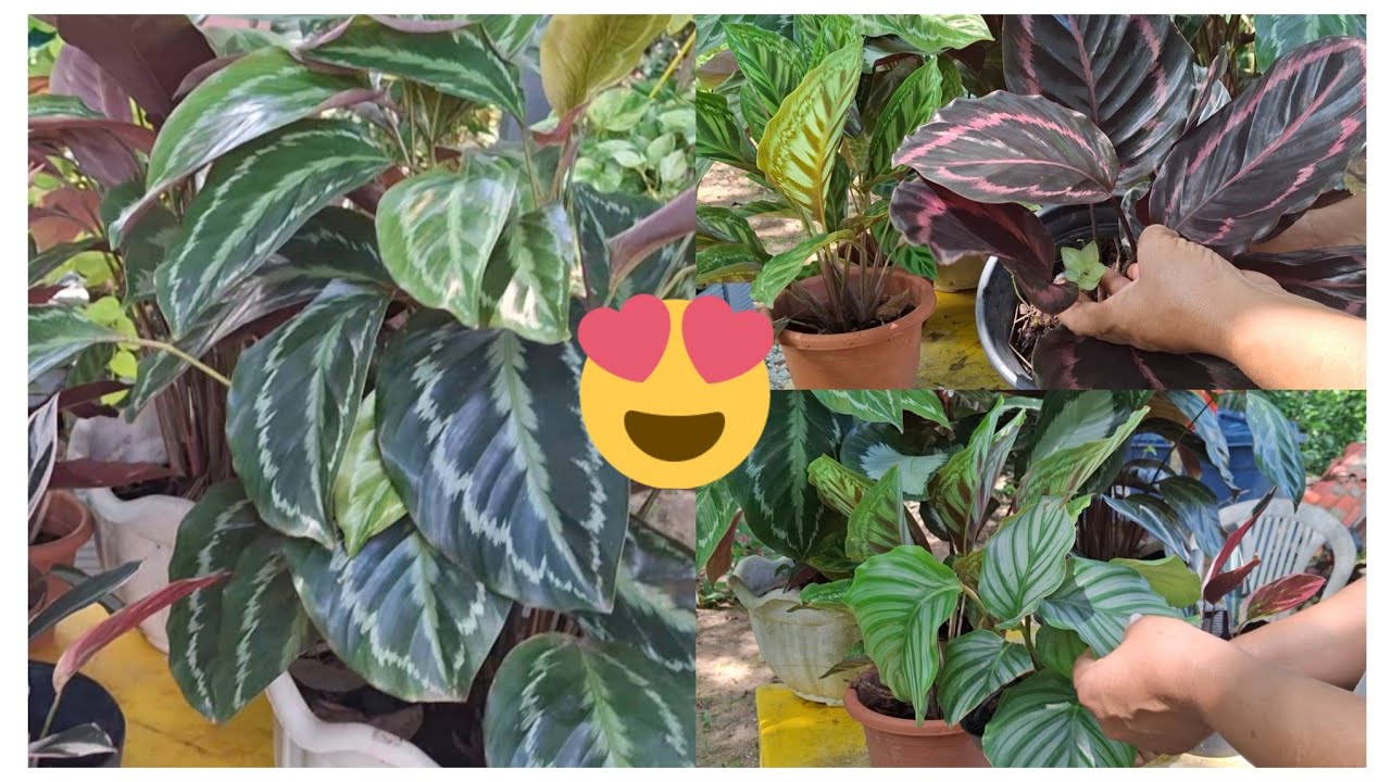 OS CUIDADOS COM AS MARANTAS PRA FICAREM SEMPRE LINDAS 🤗