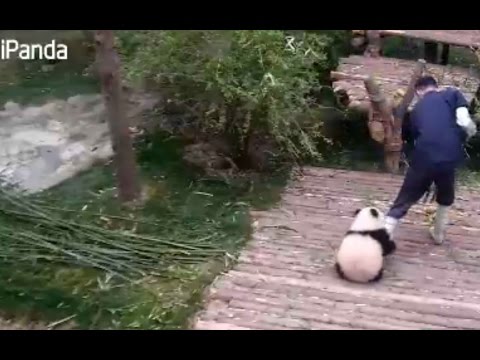 Cuddly and clingy: panda cub refuses to let go of caretaker's leg