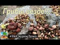 Идём за грибами! Где прячутся грибы в Израильских лесах?