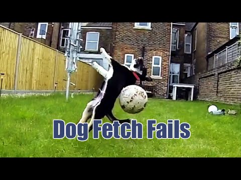 Dog Fetch Fails mislykkes