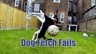 Dog Fetch Fails