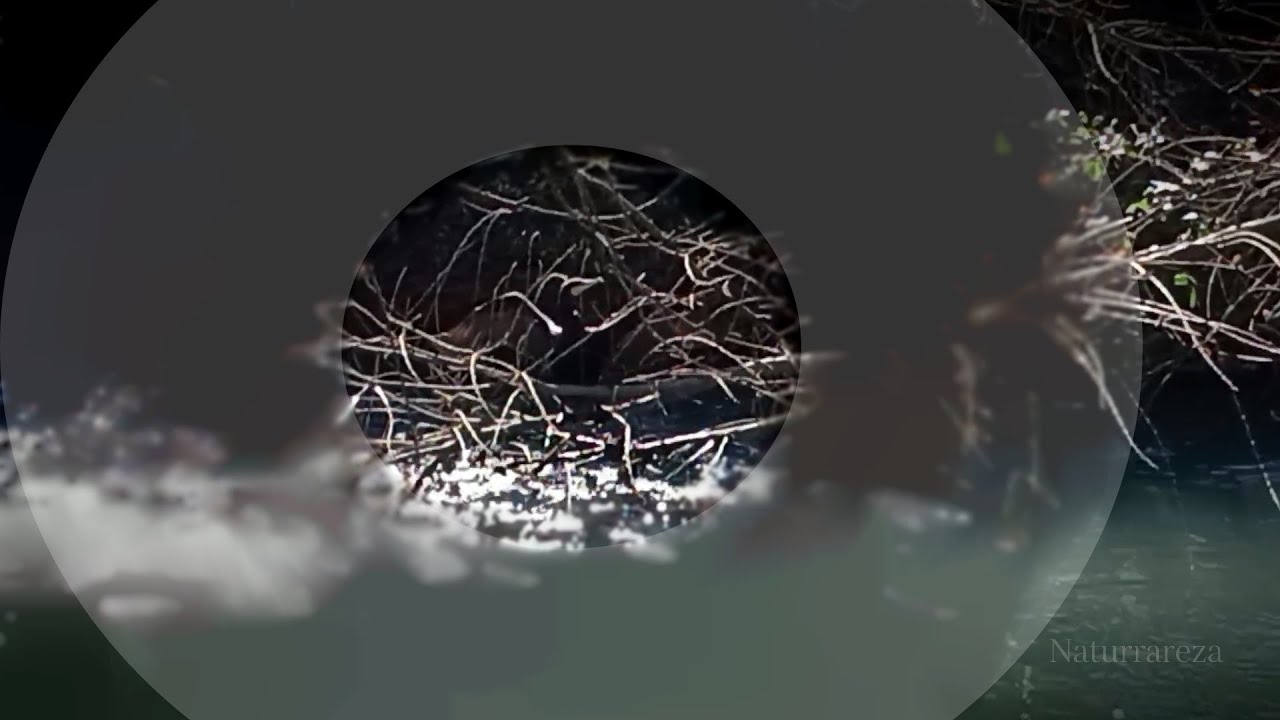 Cormorán a la vista. Avistamiento de aves