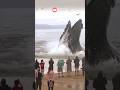 People are amazed to see the biggest whale in the world shorts whale viral fyp