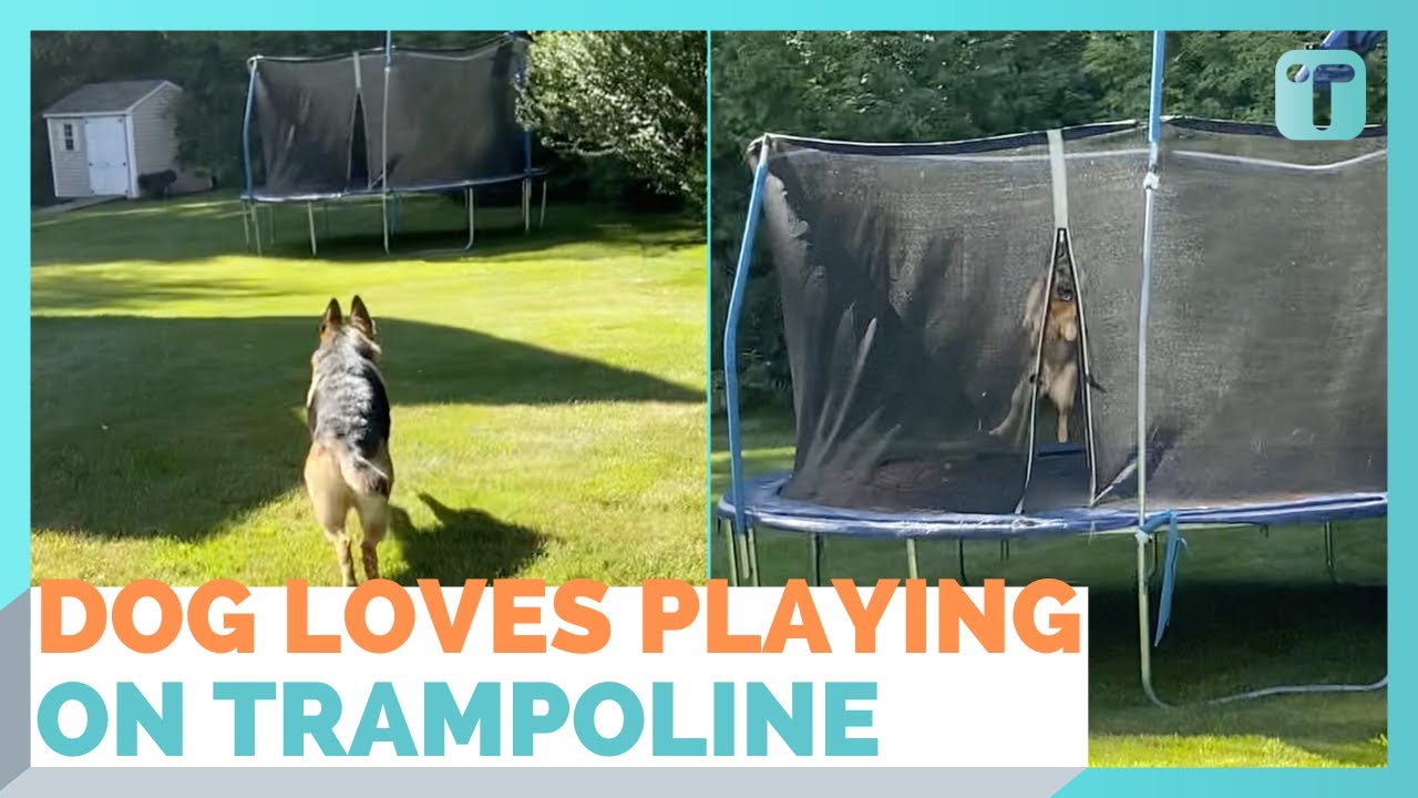 Dog Loves Jumping On Neighbor's Trampoline During Walk - YouTube
