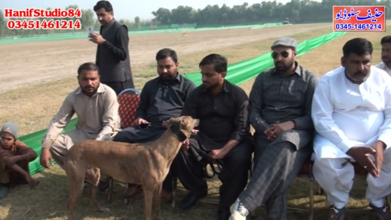 3 Dec 2021 round 4 Final imported Raj pur coursing race