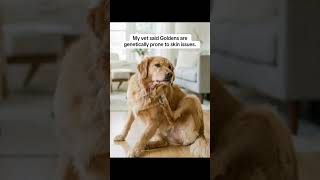 Why Goldens struggle, straight from my vet. 💕💕💕 #dogallergies #ad #goldenretriever #betterwild