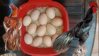 Sale Parrot Beak Aseel Temper Tail Eggs Aseel Eggs Parrot Beak Long Tail