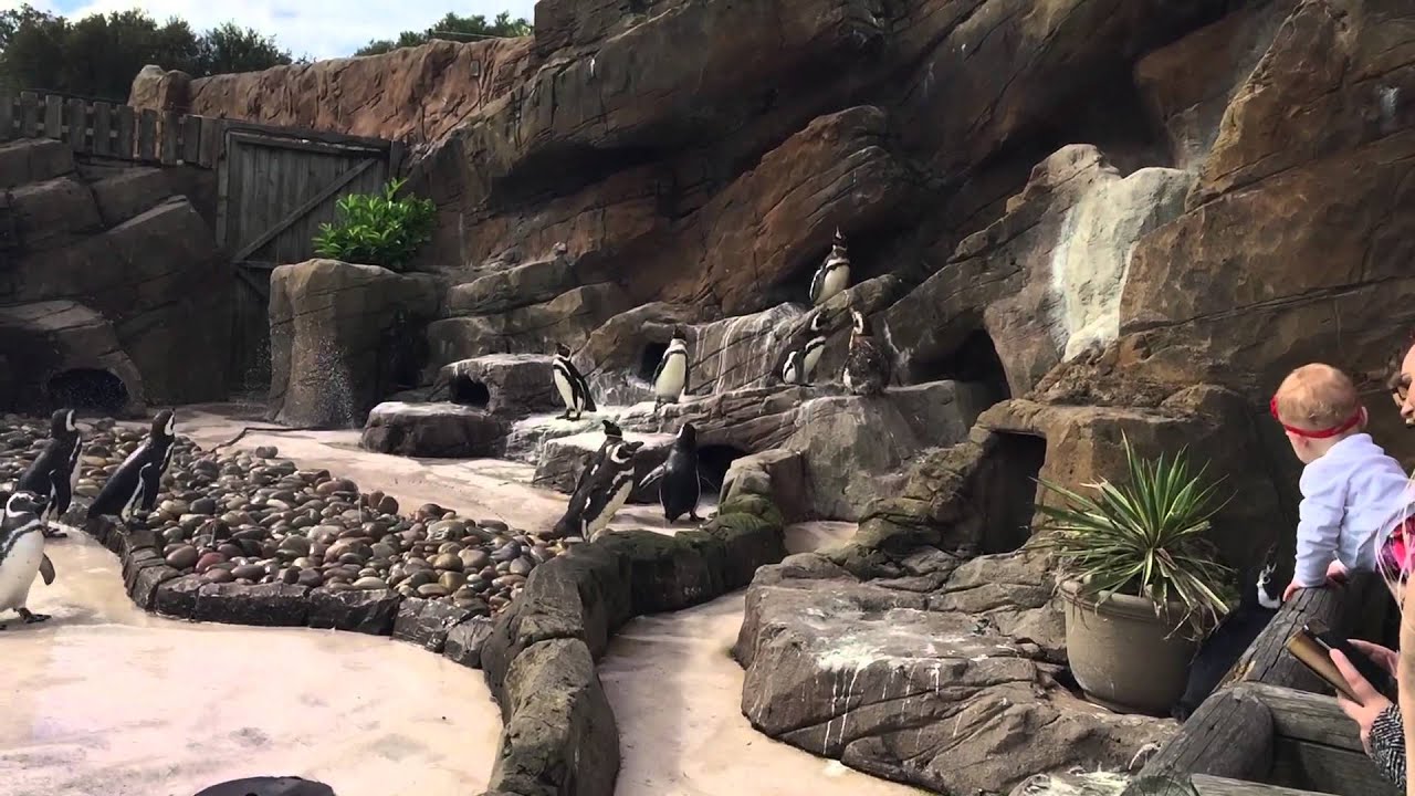 Penguins Shouting Blackpool Zoo
