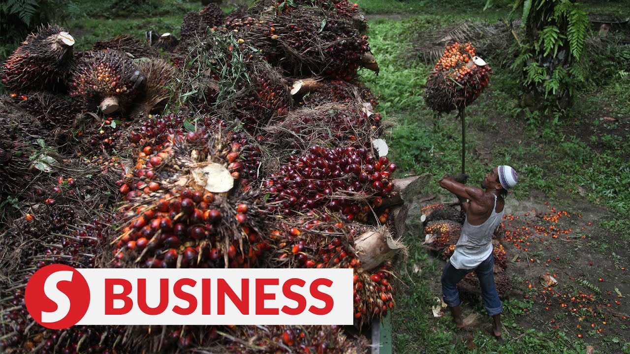 Palm oil players with operations in Indonesia to benefit
