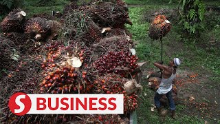 Para pelaku industri kelapa sawit yang beroperasi di Indonesia akan diuntungkan.