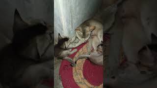Chiku Love Cat kittens 🧿❤️‍🩹
