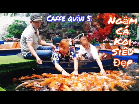 CAFE Cá Koi Quận 5 TPHCM (Koi GARDEN COFFEE)Đại Thế Giới Ngắm Đàn Cá Koi Siêu Đẹp@linhnguyenvlog726