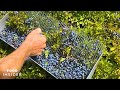 Farm Handpicks 2,000 Pounds Of Blueberries A Day