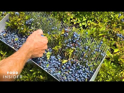 Farm Handpicks 2,000 Pounds Of Blueberries A Day