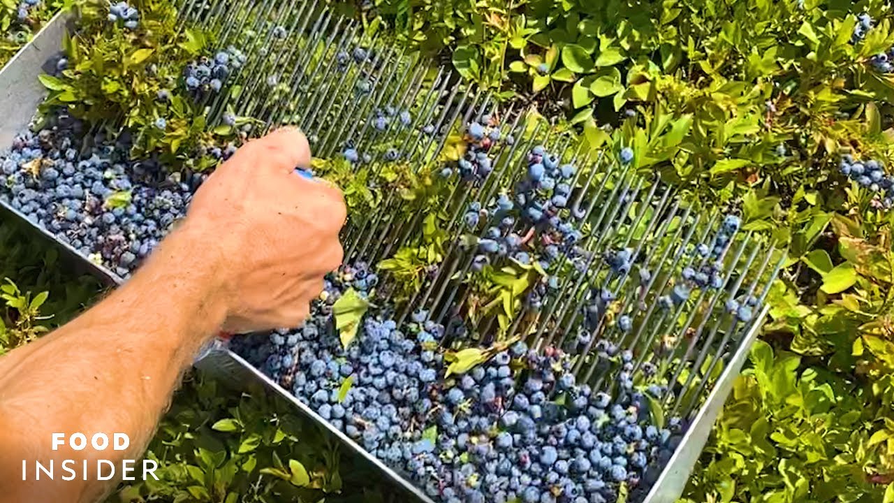 How Many Cups In 2 Pounds Of Blueberries