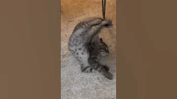 Aboneol Cat Keşfetbeniöneçıkar Kitten Kedi Maya Music 