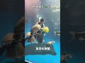 《鳥羽水族館》スッポンモドキのご飯はバナナ🍌 #shorts