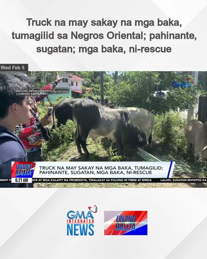 Truck na may sakay na mga baka, tumagilid sa Negros Oriental; pahinante, sugatan;... | Unang Balita
