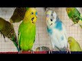 3 hours of budgie sounds for relaxation