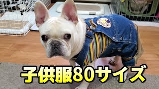 人間服も犬服も着こなすフレンチブルドッグ！A French bulldog who can wear both human and dog clothes!