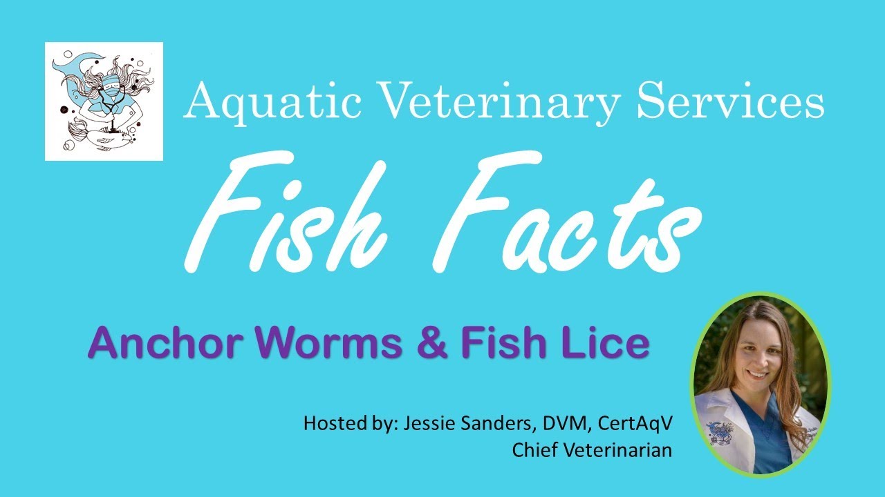 Anchor Worms  Fish Lice In Pet Fish