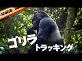 【野生のゴリラに会う方法】ウガンダのジャングルに潜入!VLOG2