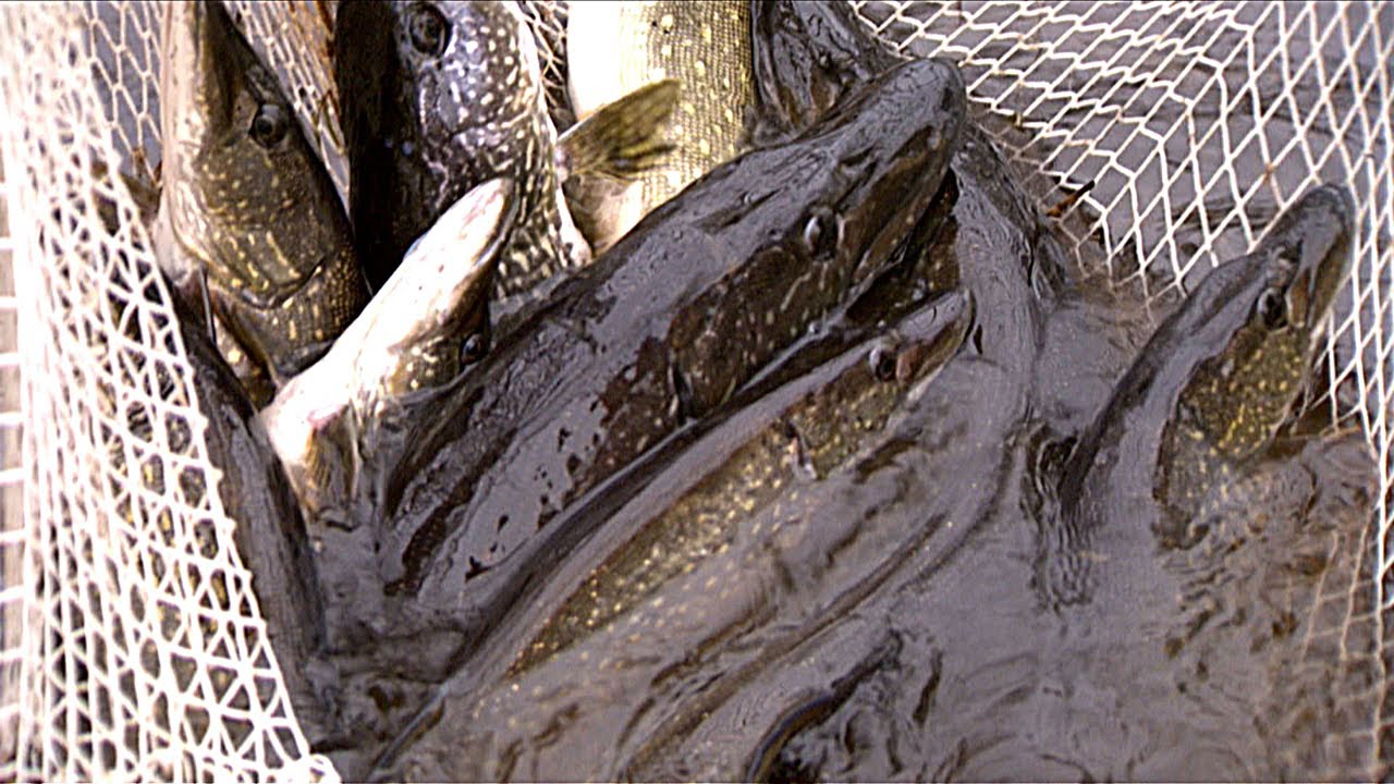 Lake Mille Lacs northern pike study