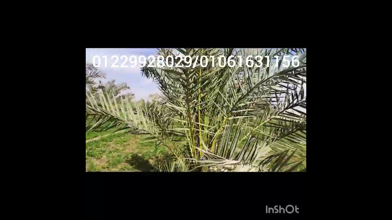 الواحات البحريه قريه الحاره