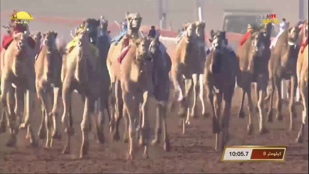 الشوط 10 (الفاتنة) لـ حمد محمد سالم الوهيبي , مهرجان محمد بن زايد الجمعة 2019/12/27 السوان ثنايا